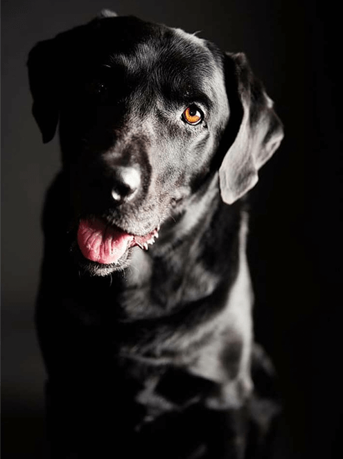 Black labrador